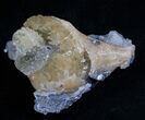 Crystalized Fossil Whelk - Inches #5789-1
